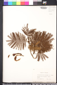 Pithecellobium arboreum image