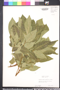 Pararchidendron pruinosum var. junghuhnianum image
