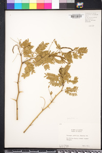 Prosopis glandulosa image