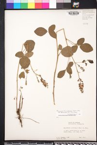 Rhynchosia tomentosa var. mollissima image