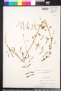 Mimosa quadrivalvis var. floridana image