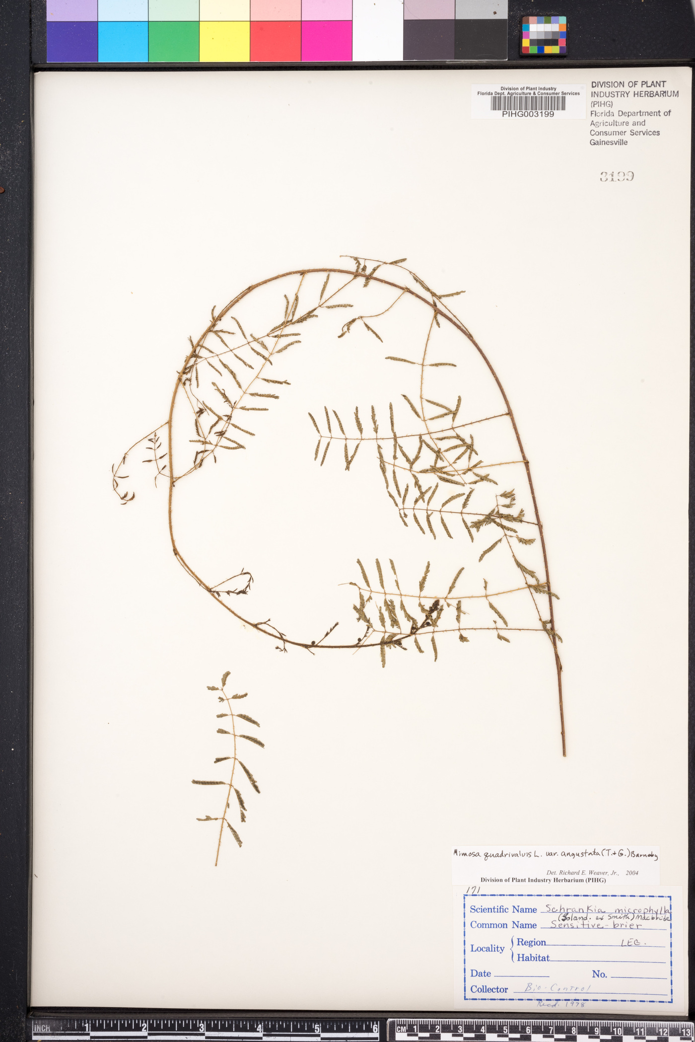 Mimosa microphylla image