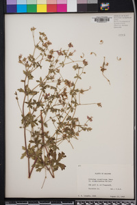 Geranium caespitosum image