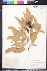Glycosmis pentaphylla image