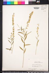 Polygala grandiflora image