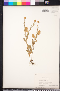 Polygala lutea image