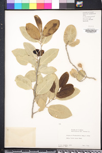 Drypetes diversifolia image