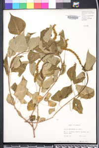 Sapium sebiferum image