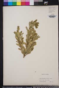 Buxus microphylla image