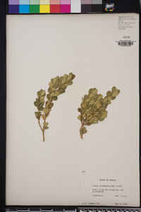 Buxus microphylla image