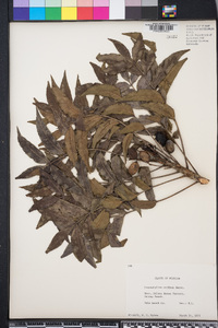 Harpephyllum caffrum image