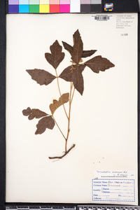 Toxicodendron pubescens image