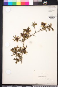 Ilex myrtifolia image