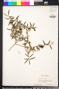 Ilex myrtifolia image