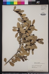 Maytenus phyllanthoides image