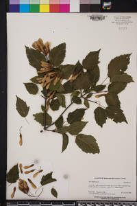 Acer tataricum image