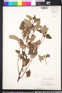 Impatiens biflora image