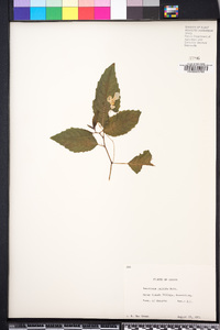 Impatiens pallida image