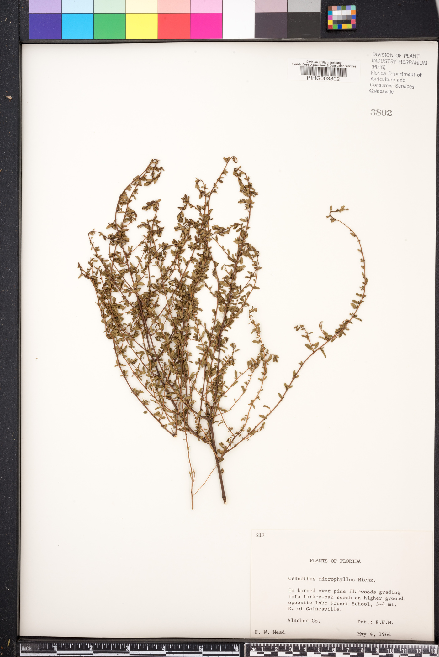 Ceanothus microphyllus image