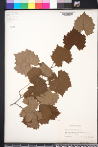 Vitis rotundifolia image