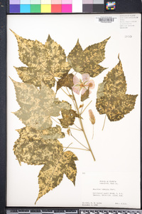 Abutilon hybridum image
