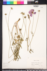 Callirhoe papaver image