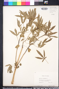 Hibiscus cannabinus image