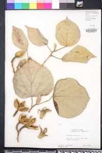 Hibiscus elatus image