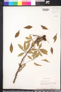 Ceiba parvifolia image