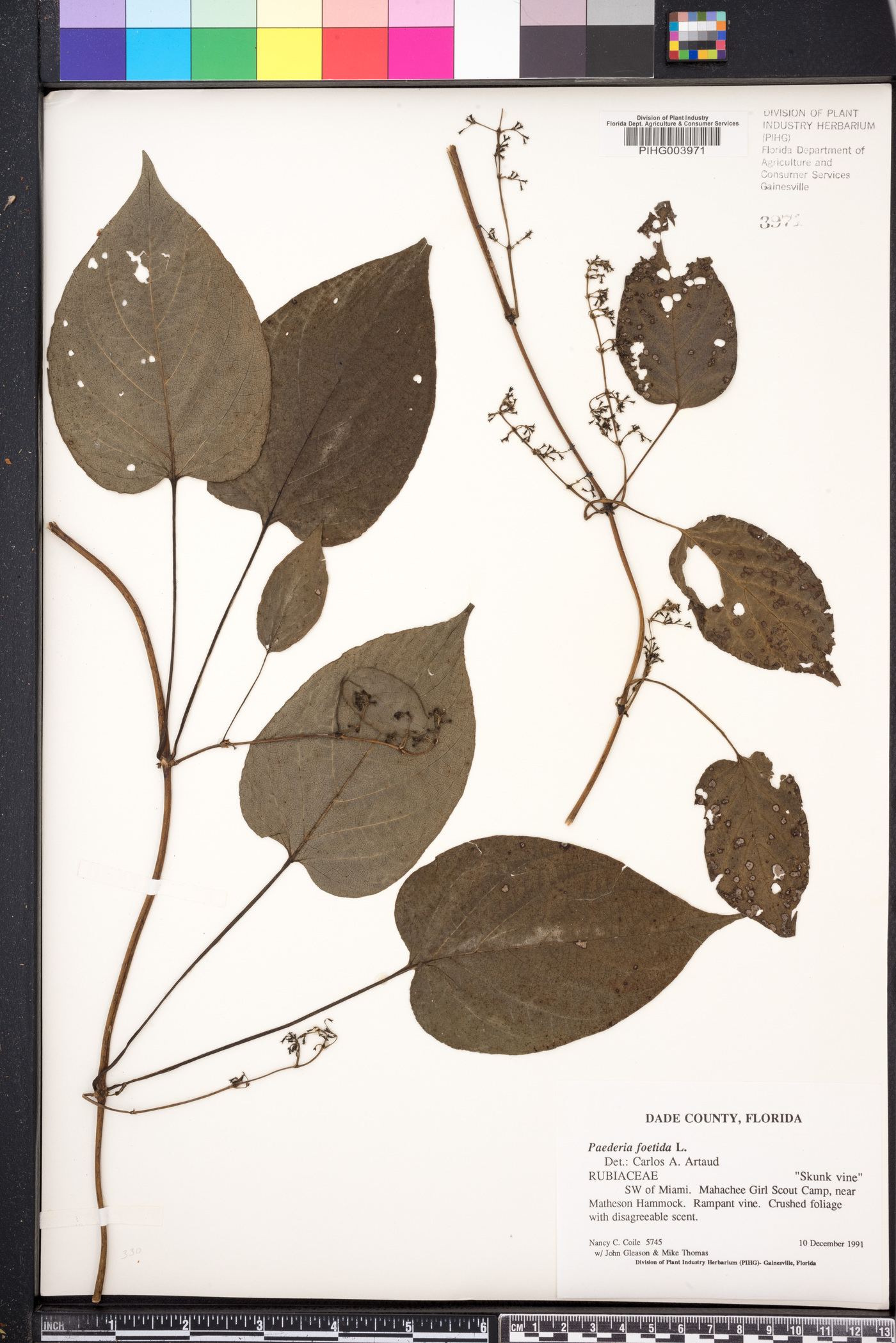 Paederia foetida image