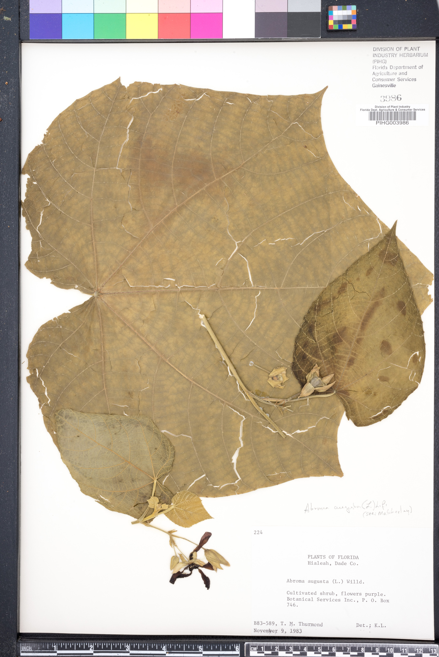 Abroma augusta image