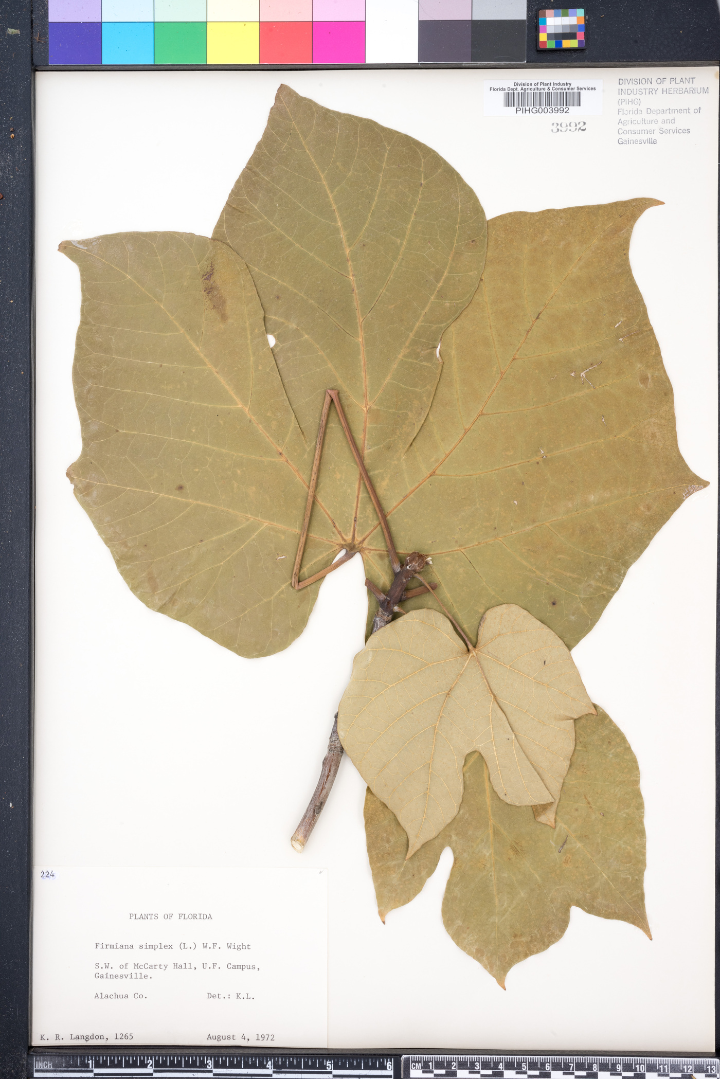 Firmiana simplex image