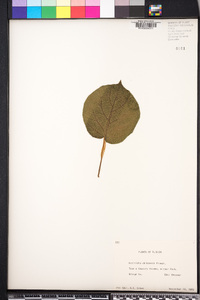 Actinidia chinensis image