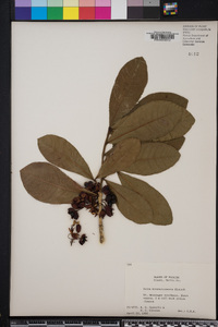 Ochna mossambicensis image