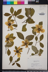 Stewartia malacodendron image