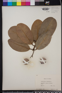 Calophyllum inophyllum image