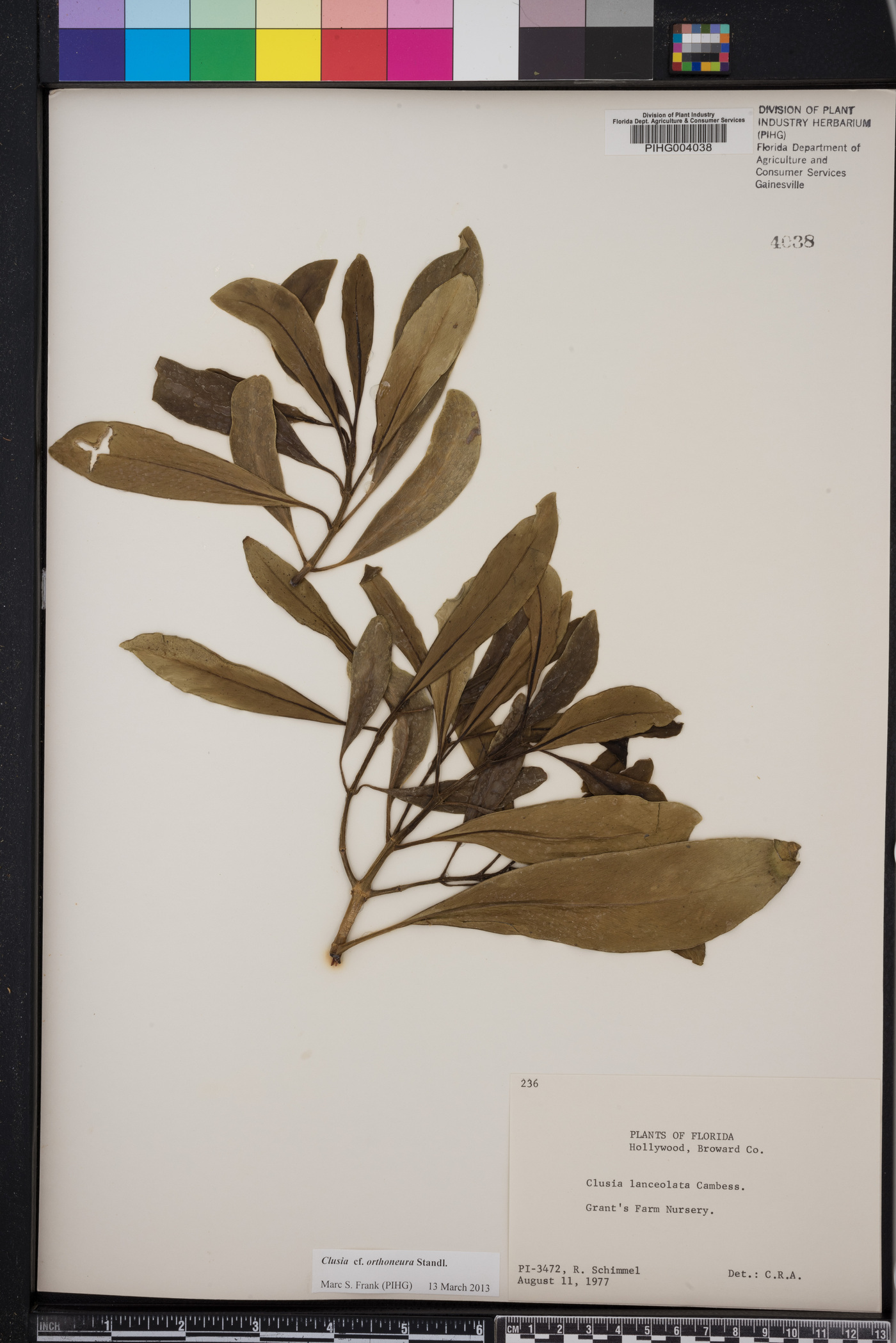 Clusia lanceolata image