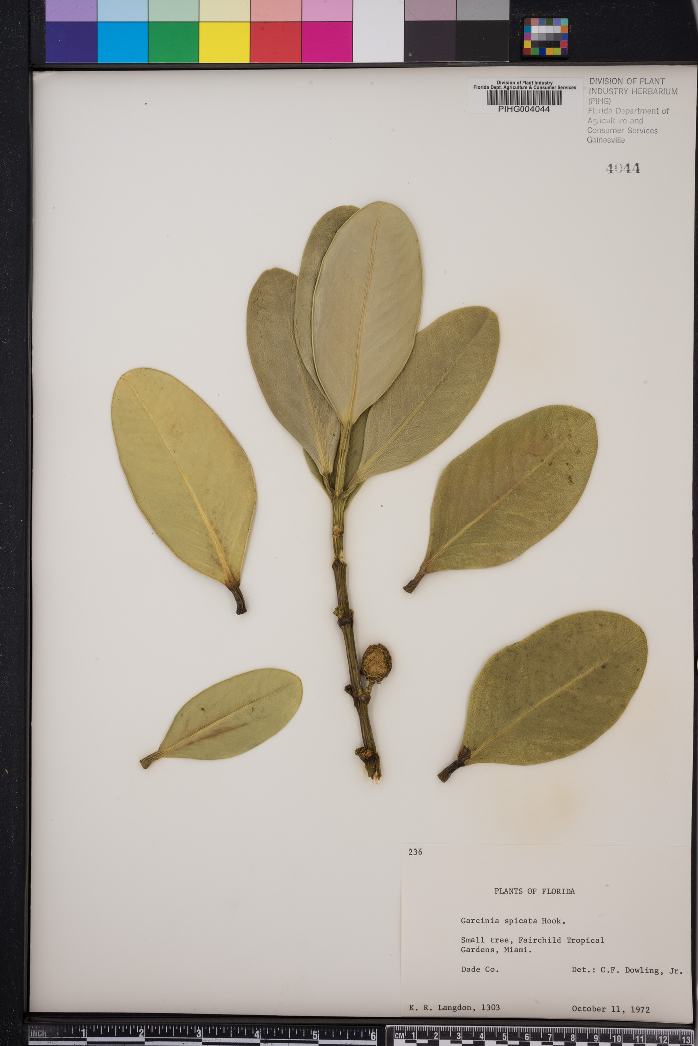 Garcinia spicata image