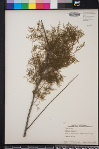 Tamarix gallica image