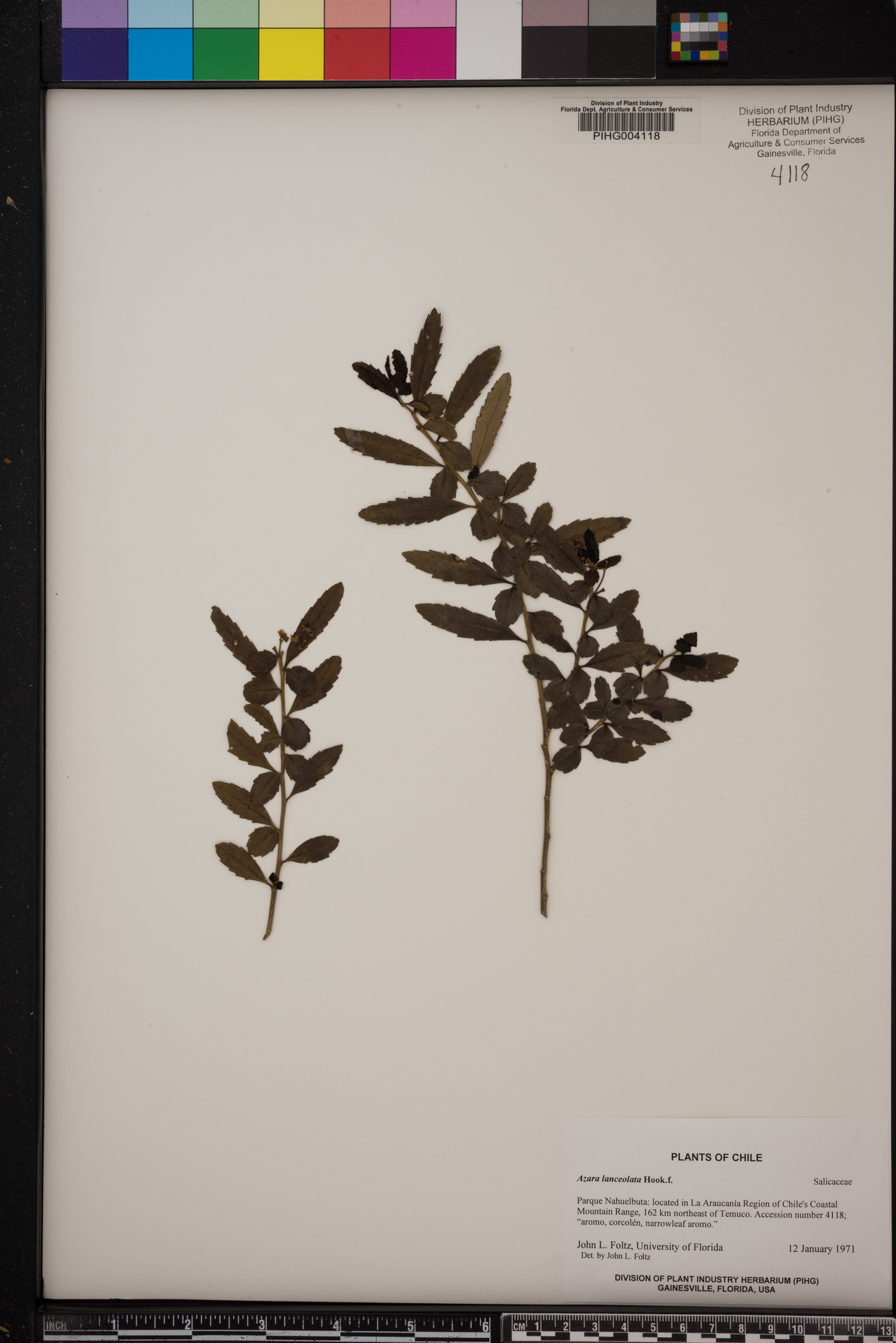 Azara lanceolata image