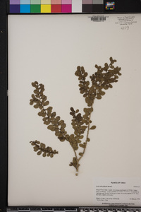 Azara microphylla image