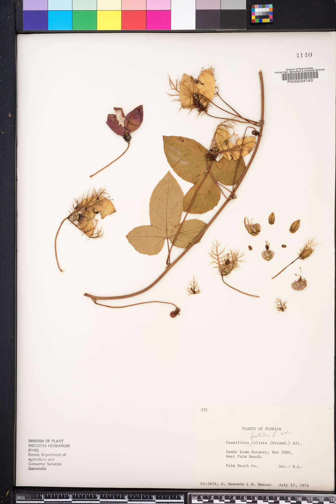 Passiflora ciliata image