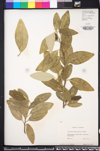 Elaeagnus macrophylla image