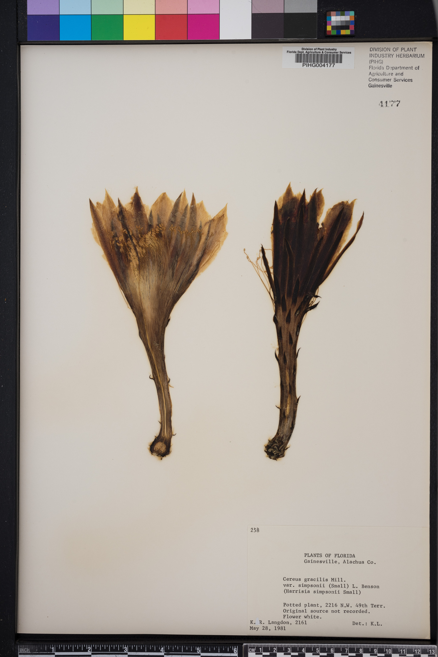 Cereus eriophorus image