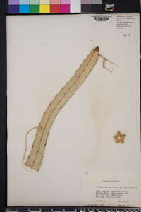 Selenicereus pteranthus image
