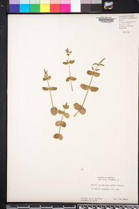 Rotala rotundifolia image