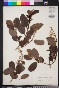 Laguncularia racemosa image