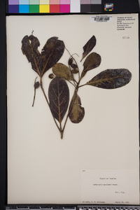 Terminalia muelleri image