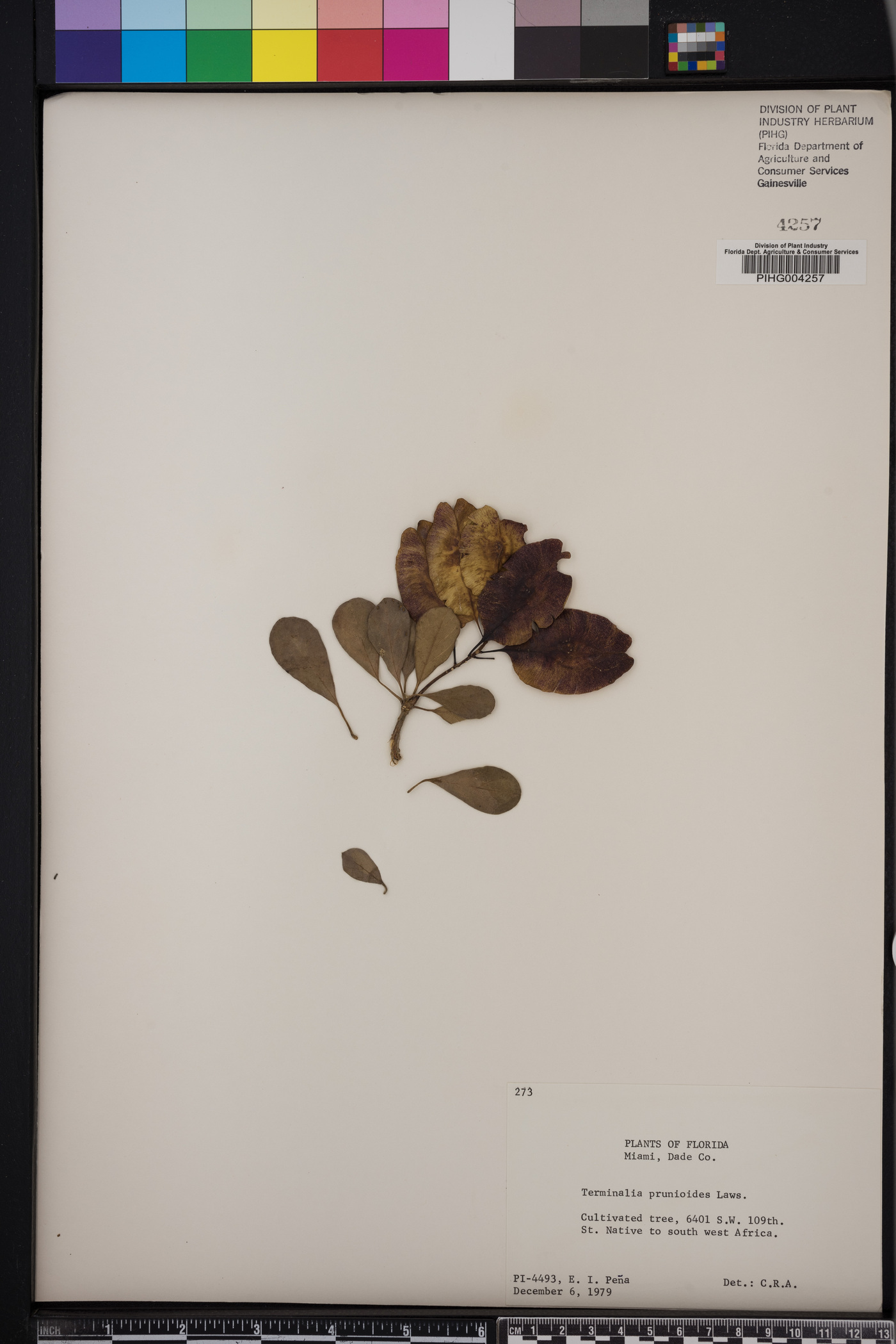 Terminalia prunioides image
