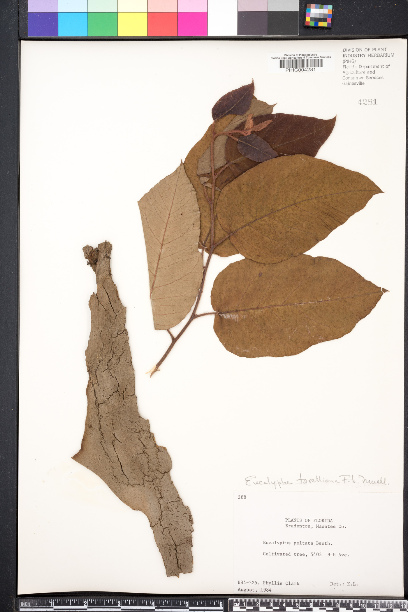 Eucalyptus peltata image